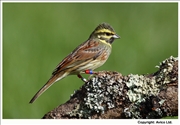 36. Cirl Bunting
